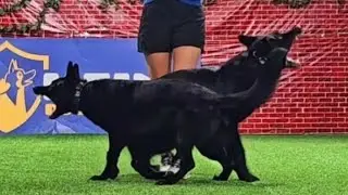 Best Protection Dog teams!