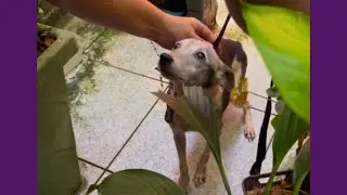 Cachorrinha Resgatada Vive Reviravoltas At&eacute; Poder Ser Feliz