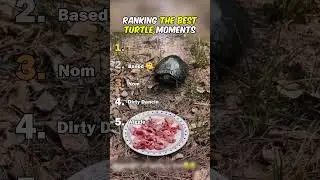 Ranking The Best Turtle Moments