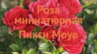 Роза миниатюрная Пикси Моув (mauve pixie) 🌿 Пикси Моув обзор: как сажать, саженцы розы Пикси Моув