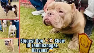 Biggest Dog 🐕🐶 Show In Yamunanagar, Haryana 😱 #1