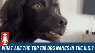 U.S. News revealed the Top 100 Dog Names | Bollox | May 5, 2025