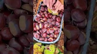 Discovering Unique Fruits in China: Exotic Flavors You've Never Tried!