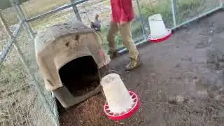 Catching my chicken 