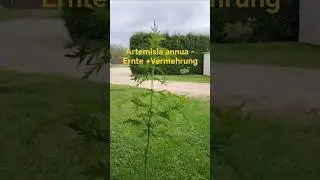 🌱🪴Artemisia annua - ernten + vermehren - meine einfache Methode