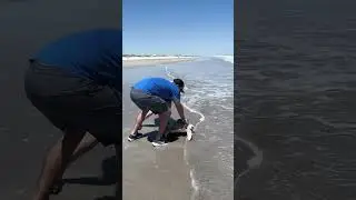 Why We Sat Tag our Sea Turtles
