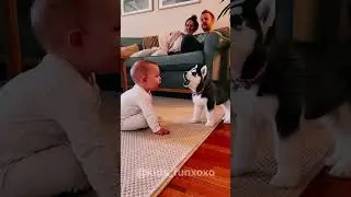 This Dog Did NOT Expect That 😂 | Funniest Dog Video #funny #comedy #relatable #memes #lol #viral 