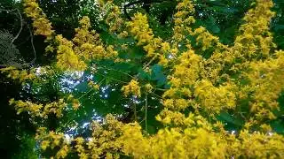Beautiful Yellow Flowers
