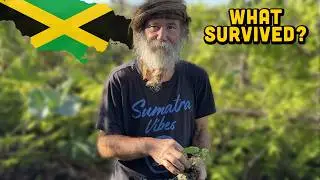 What Survived? Tommy's Plant Nursery After the Hurricane 🌀