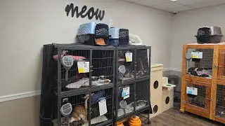 Cat Rescue Stream, Vegan Pizza, and Outreach 