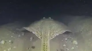 The Blonde Ray's Of Chesil Beach, Dorset.