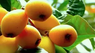 LOQUAT KA JUICE || لوکاٹ کا شربت - Aftar me bnaye Loquat ka sharbat - Experience With zubi