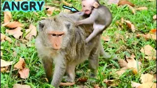 BABY MONKEY JINX IS SHAKING CRY...BABY JINX GOT ANGRY WITH LOUDLY CRY. JINX IS HUNGRY NOW.