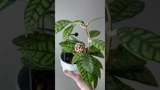 Flowers or foliage? What is your favorite on this #hoya Care details in description.