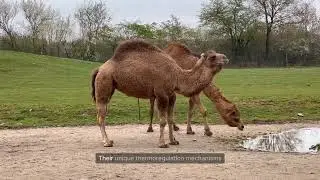Extreme Animal Adaptations