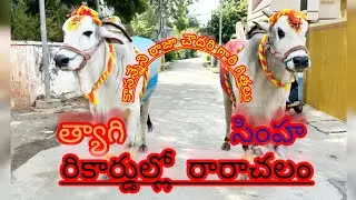 కాసన్నేని రాజా చౌదరి గారి🦁సింహా త్యాగి🐯గిత్తలు ఇన్ని రికార్డు ల బాబోయ్ #viralvideos#trendingvieos#yt