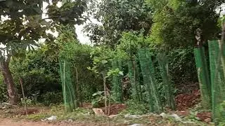 Avenue plantation in Telangana village