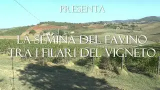 La semina del favino tra i filari del vigneto 