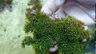 Briareum Verde Fluor coral gandalf