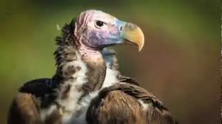 Endangered Wildlife Volunteering with Wildlife ACT
