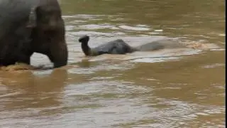 Surprise Elephants