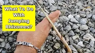 Bamboo Rhizomes | When They Jump