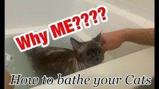 How to bathe your Cats | Cat Hygiene | DIY Cat Shampoo