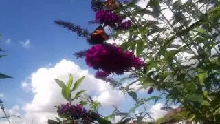The Small Tortoiseshell