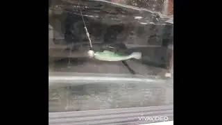 Jindo Lure 2吋 魯夫T尾 10倍耐咬 45mm 振尾 軟魚 捲仔 海鰱 根魚 根釣 黑鯛 石斑 吳郭