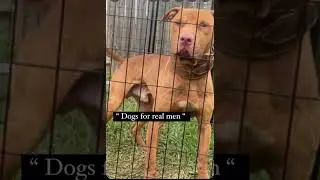 Real American pitbull .  Red nose dogs from Chico Lopez. The best pitbulls on earth.  ChicoLopez.com