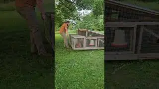 Thursday morning chicken tractor move #backyardchickens #doglover #homesteading