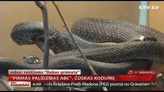 Pirmās palīdzības ABC. Čūskas kodums