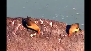 Oxpeckers feeding on wounded Hippo. Explore.org 28 November 2023