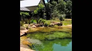Garden Recreation Pond in AUSTRALIA! #Shorts