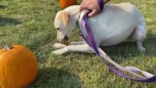 Lab Dog's first time at pumpkin patch and it was HILARIOUS