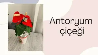 Antoryum çiçeği-flamingo çiçeği-anthurium