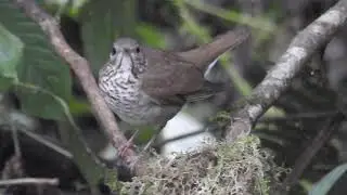 Gray-cheeked Thrush