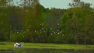 Ibis Island on 4-4-2014. Hillsborough River Wading Bird Roost During Winter