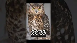 2023 owl and 5000 bce owl #shortvideo #mythology #mythologymonkeyshorts