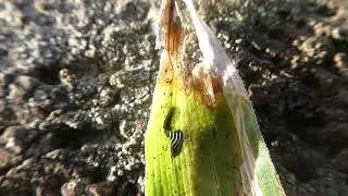 Pupae