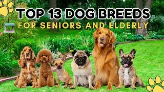 Top 13 BEST Dog Breeds For Seniors & Elderly
