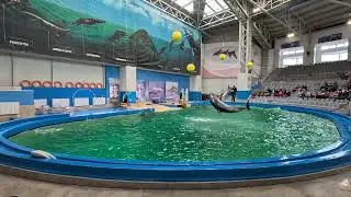 2025.10 -  DELFINARIUL DIN CONSTANTA