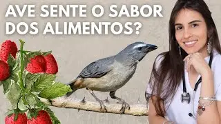 Can birds taste food?
