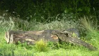 Cautious Badger at my badger hide. The badger is very cautious when entering the hide area.