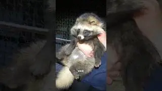 Raccoon dog #animal #cute