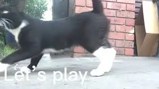 Will Mr Socks  chase the ball