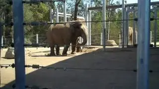 Dancing Elephant