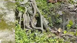 Snakes Gone WIld