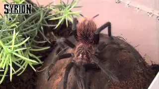 Xenesthis immanis samiec zbliżenia w HD - Colombian Lesser Black Bird Eating Spider male HD
