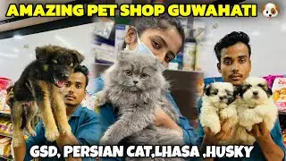 Amazing Pet Shop in Guwahati | GSD,Persian Cat , Lhasa, Husky